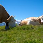 Kühe auf der Alp