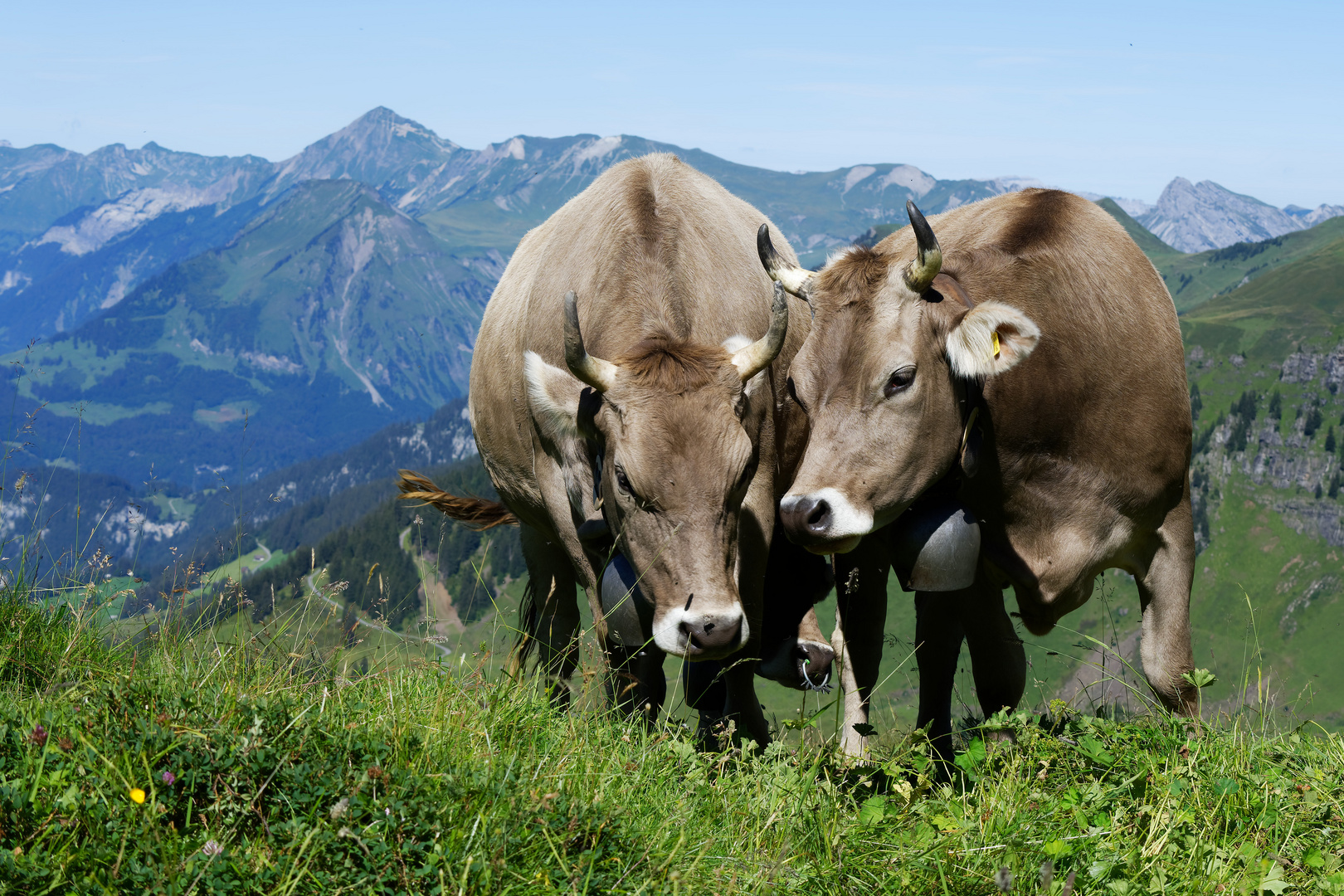 Kühe auf der Alp