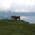 Kühe auf der Alp