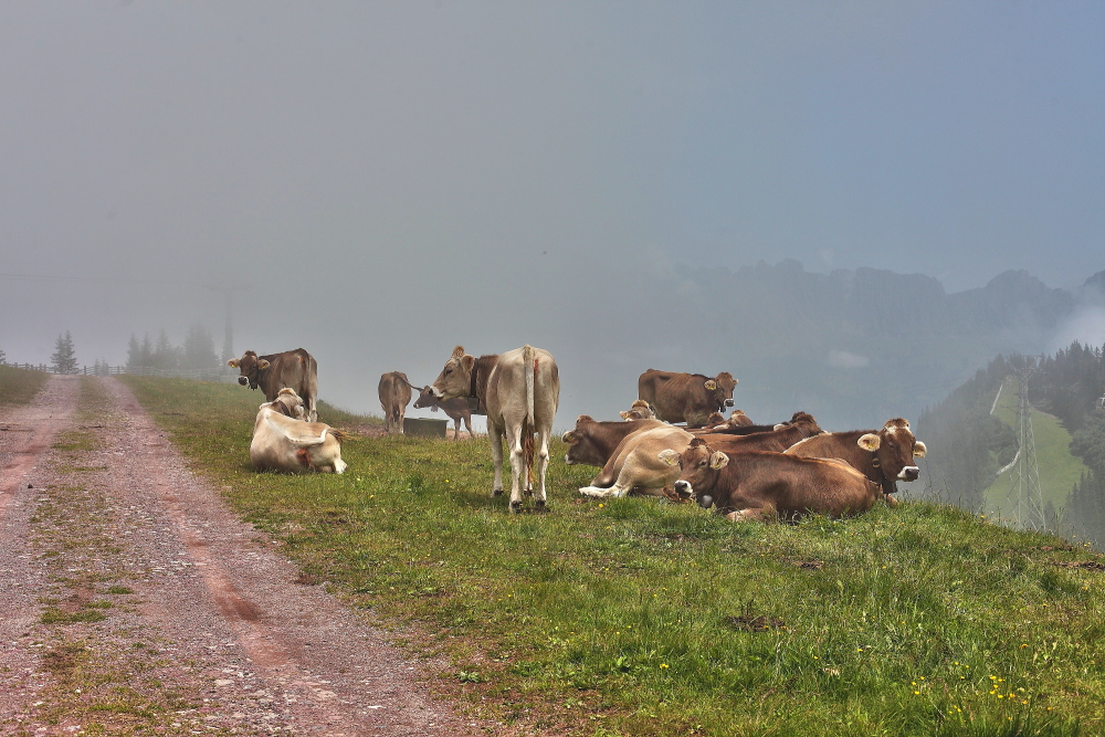 Kuehe auf der Alp