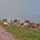 Kuehe auf der Alp