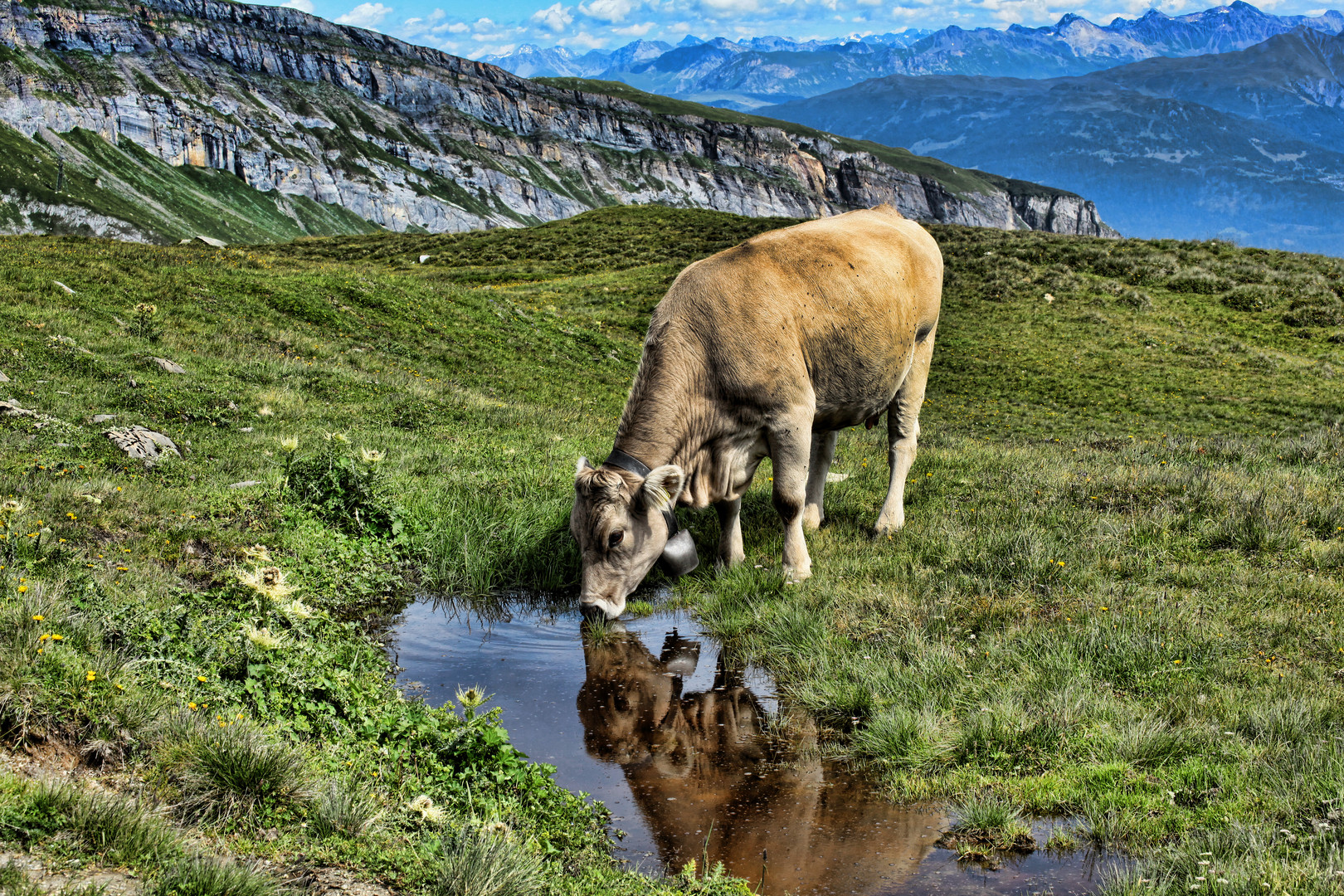 Kühe auf der Alpe