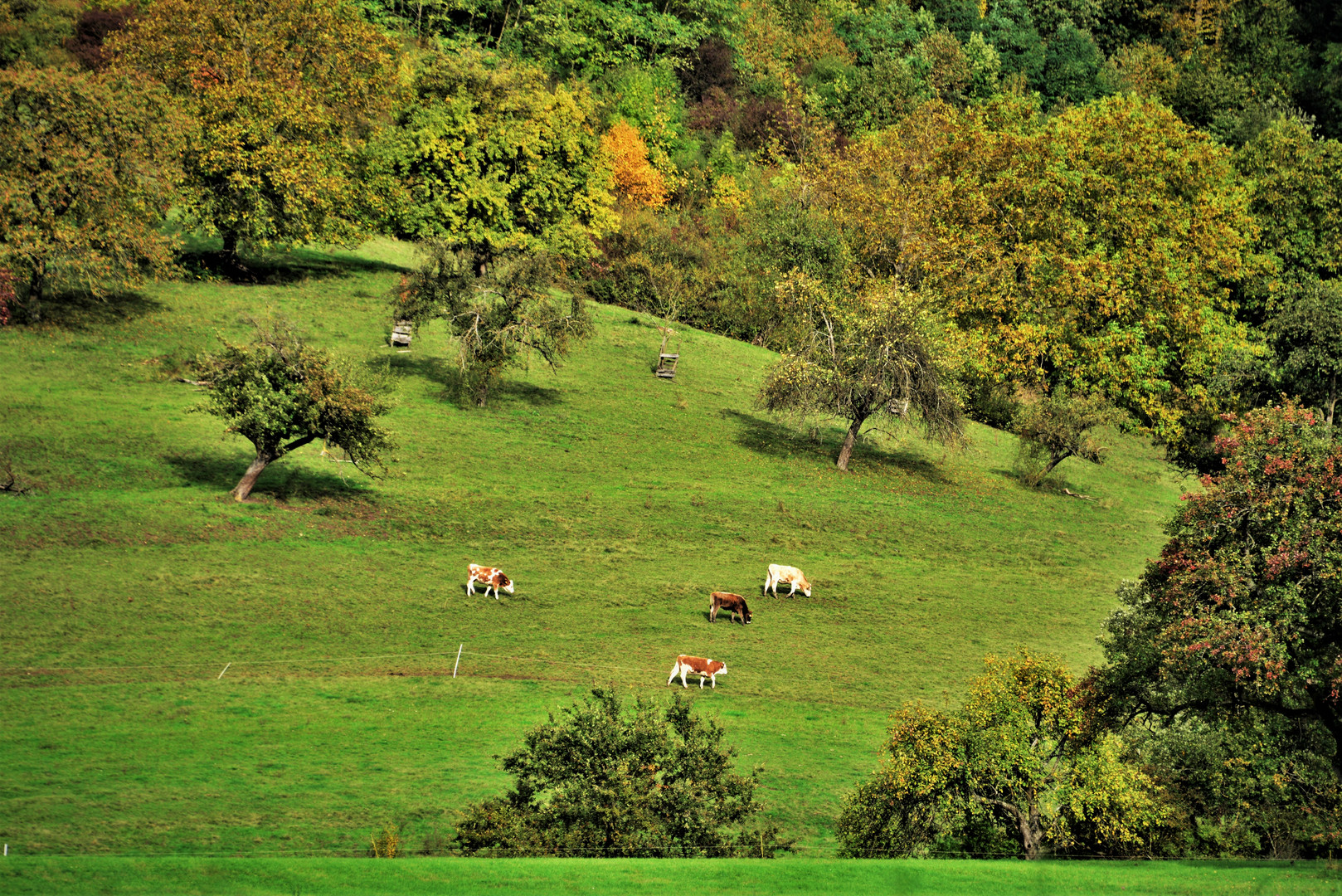             Kühe auf der herbstlichen Weide