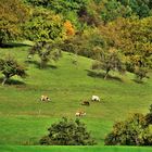             Kühe auf der herbstlichen Weide