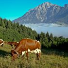 kühe auf der Märchenwiese, Biberg