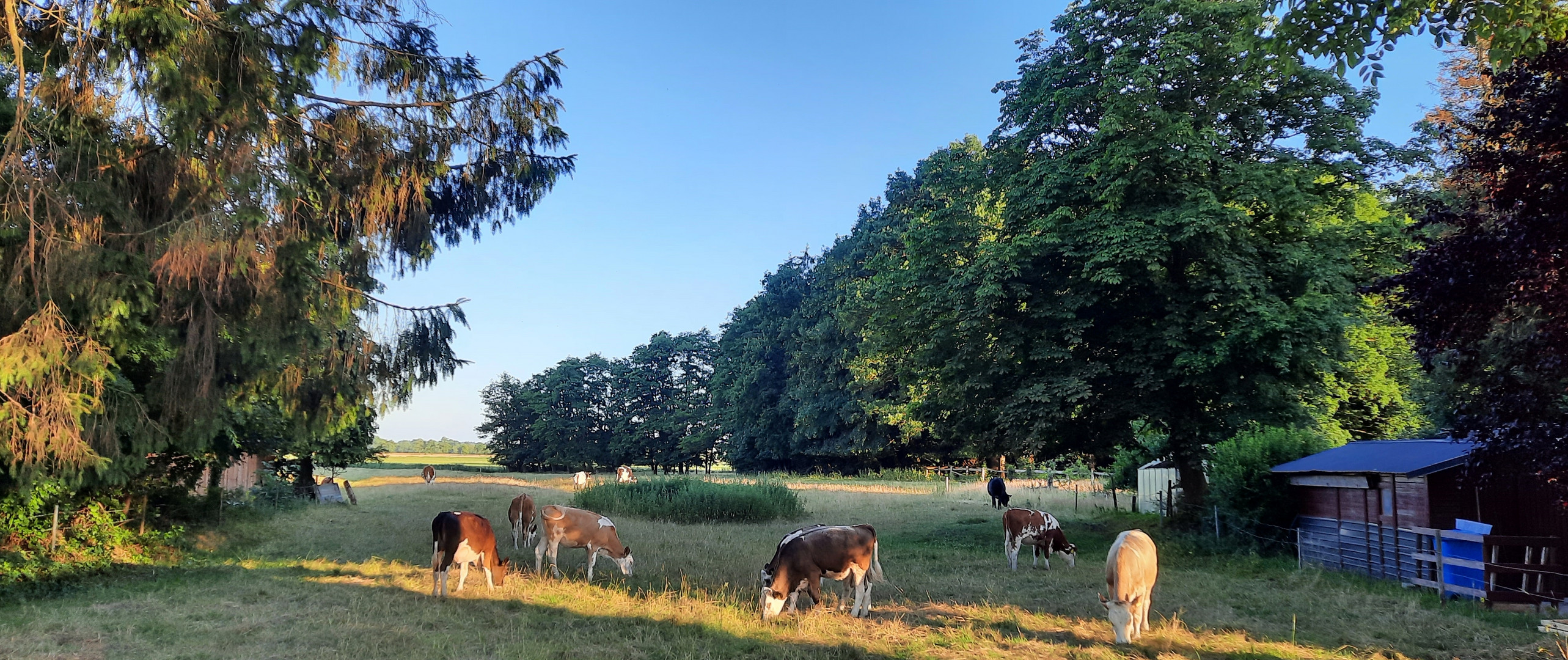 Kühe auf der Marsch 