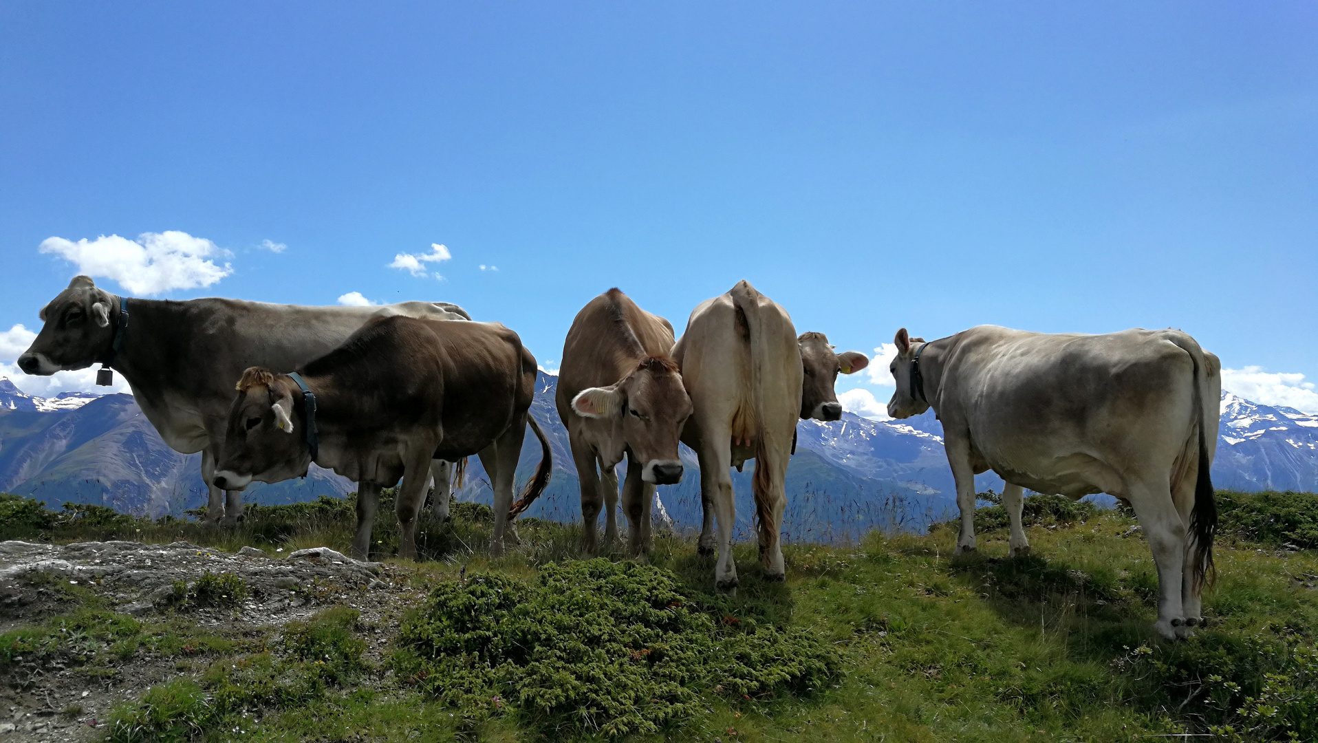 Kühe auf der Riederalp