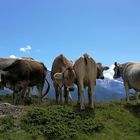 Kühe auf der Riederalp