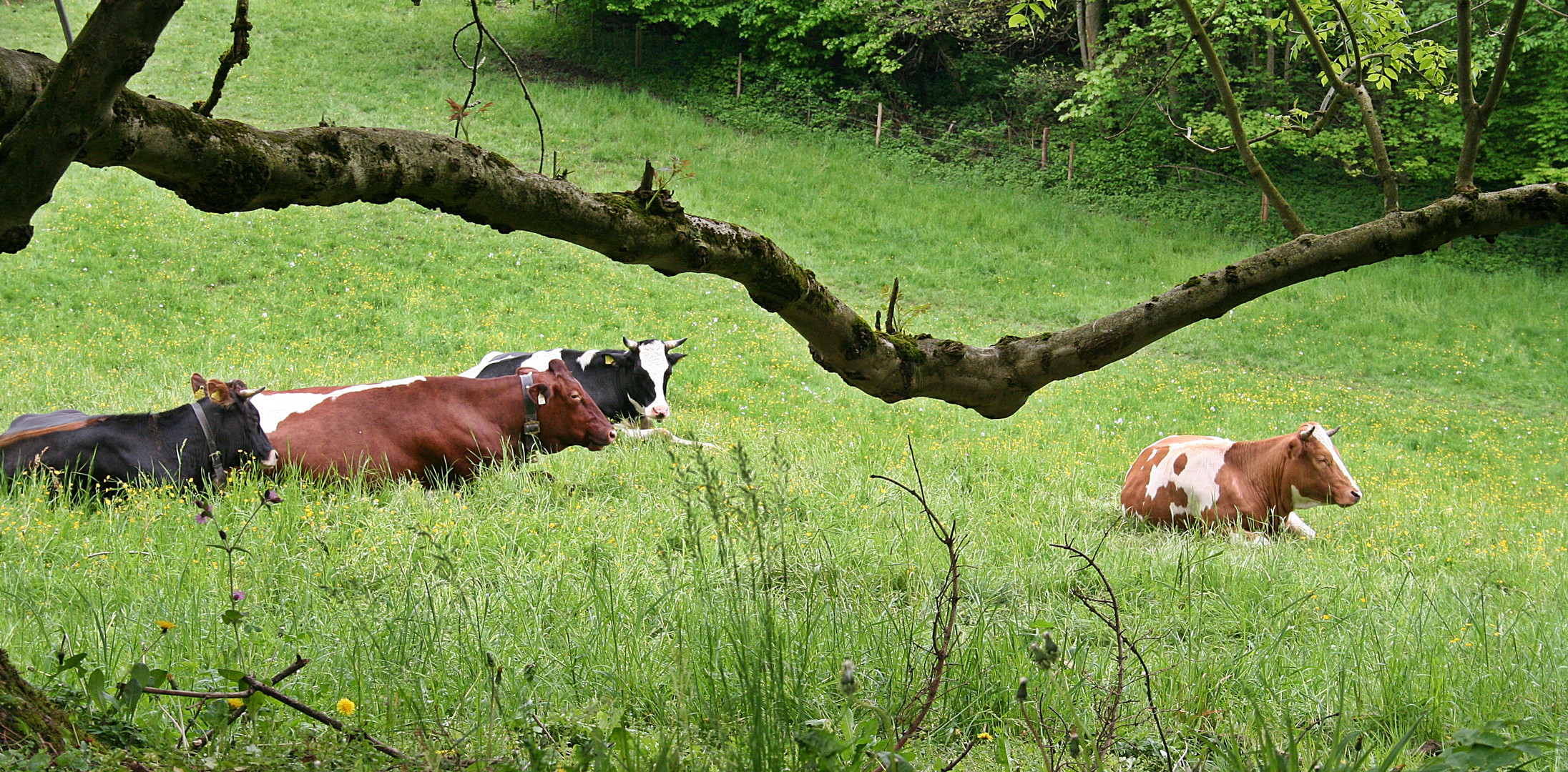 Kühe auf der Weide