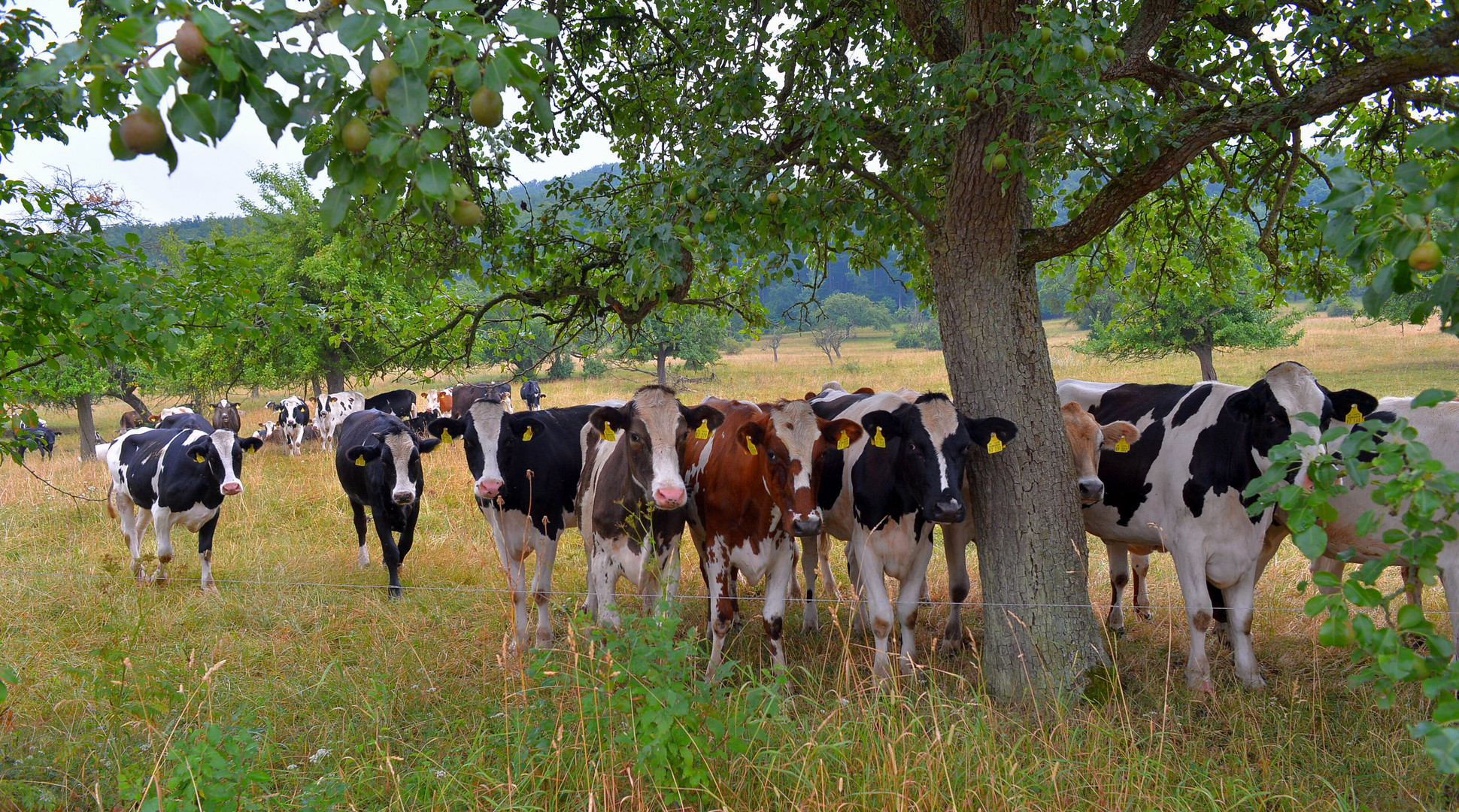 Kühe auf der Weide, 2 (vacas en el pasto, 2)