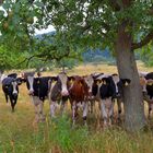 Kühe auf der Weide, 2 (vacas en el pasto, 2)
