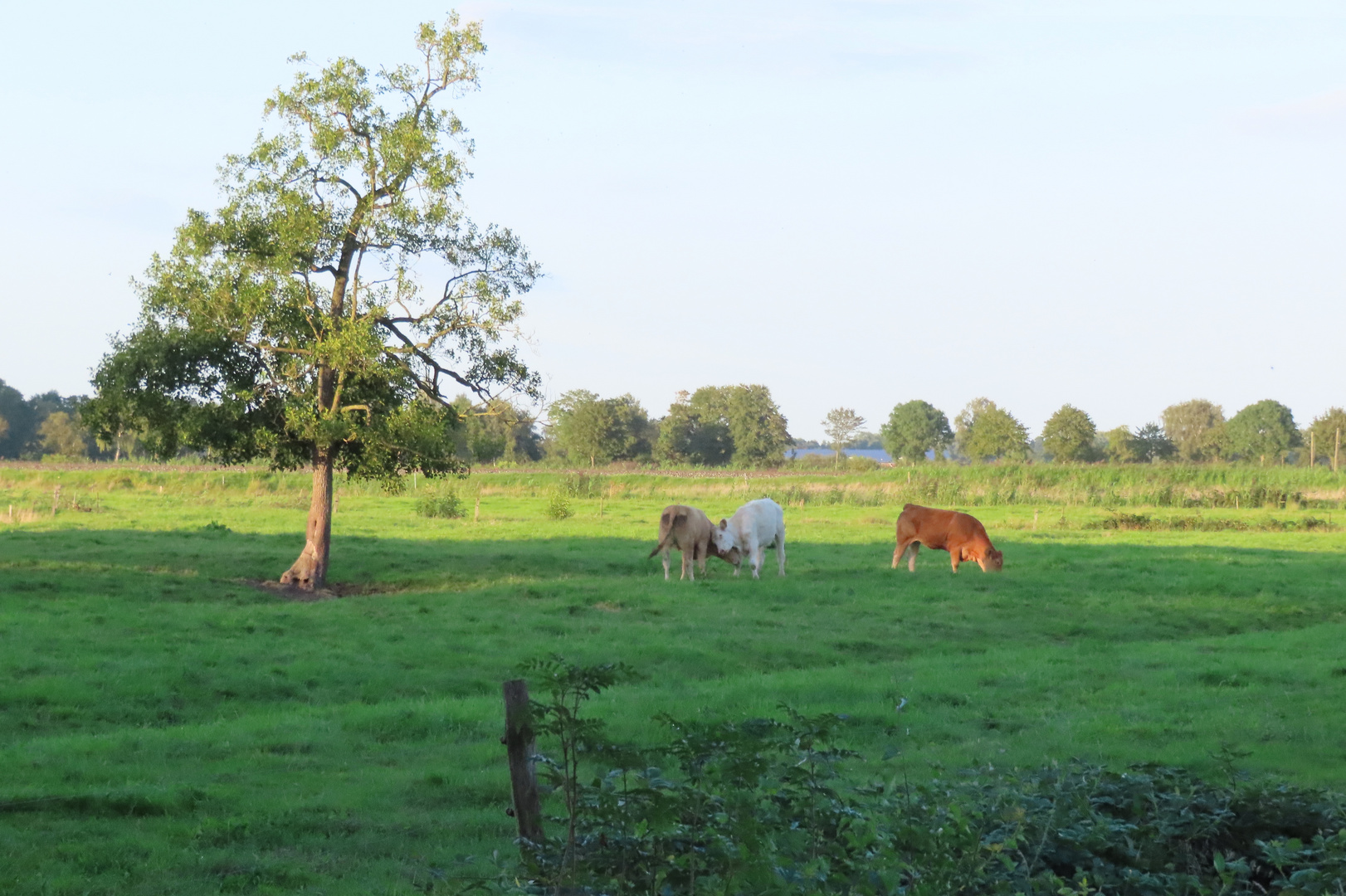  Kühe auf der Weide 