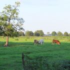  Kühe auf der Weide 
