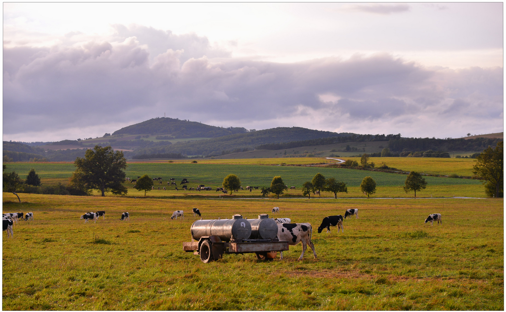 Kühe auf der Weide (vacas en el pasto)