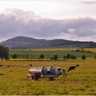 Kühe auf der Weide (vacas en el pasto)
