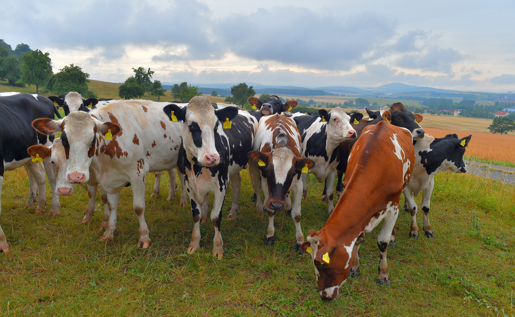 Kühe auf der Weide (vacas en el pasto)