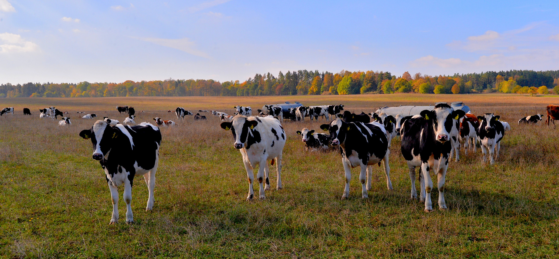 Kühe auf der Weide (vacas en el pasto)