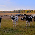 Kühe auf der Weide (vacas en el pasto)