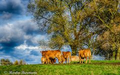 Kühe auf der Wiese