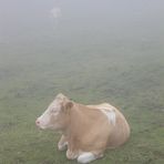Kühe auf einem Berghang im Nebel