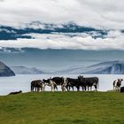 Kühe auf einem Hügel 