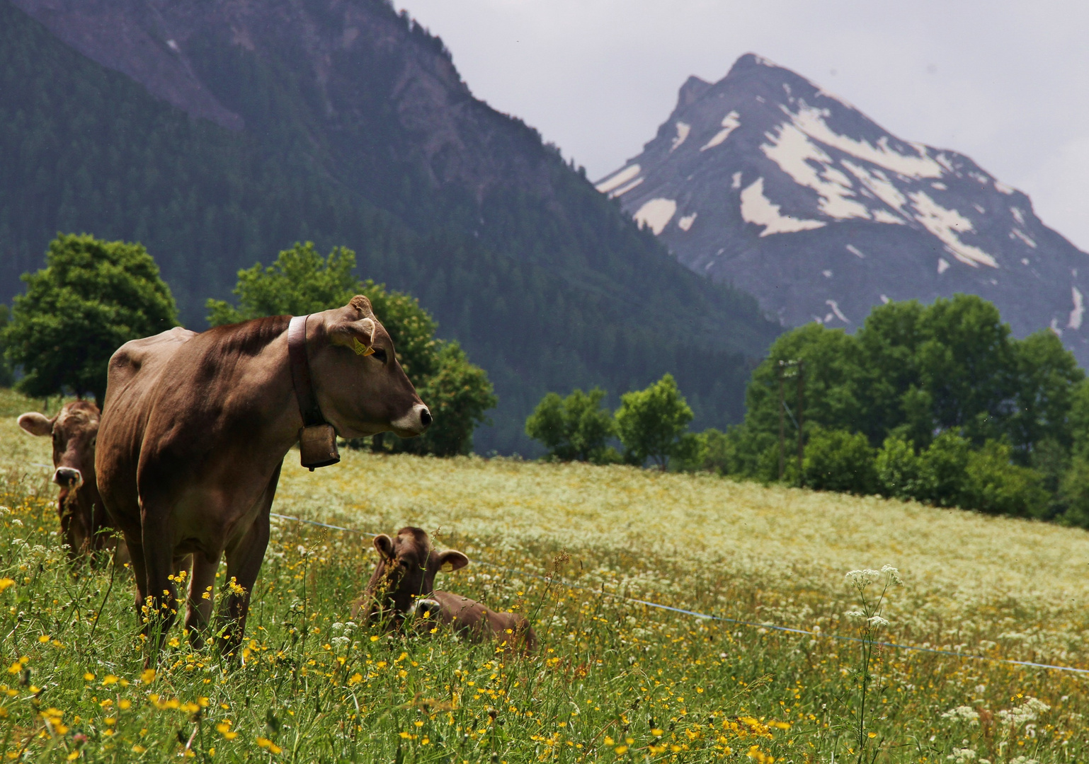 Kühe auf einer Bergblumenwiese