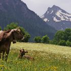 Kühe auf einer Bergblumenwiese