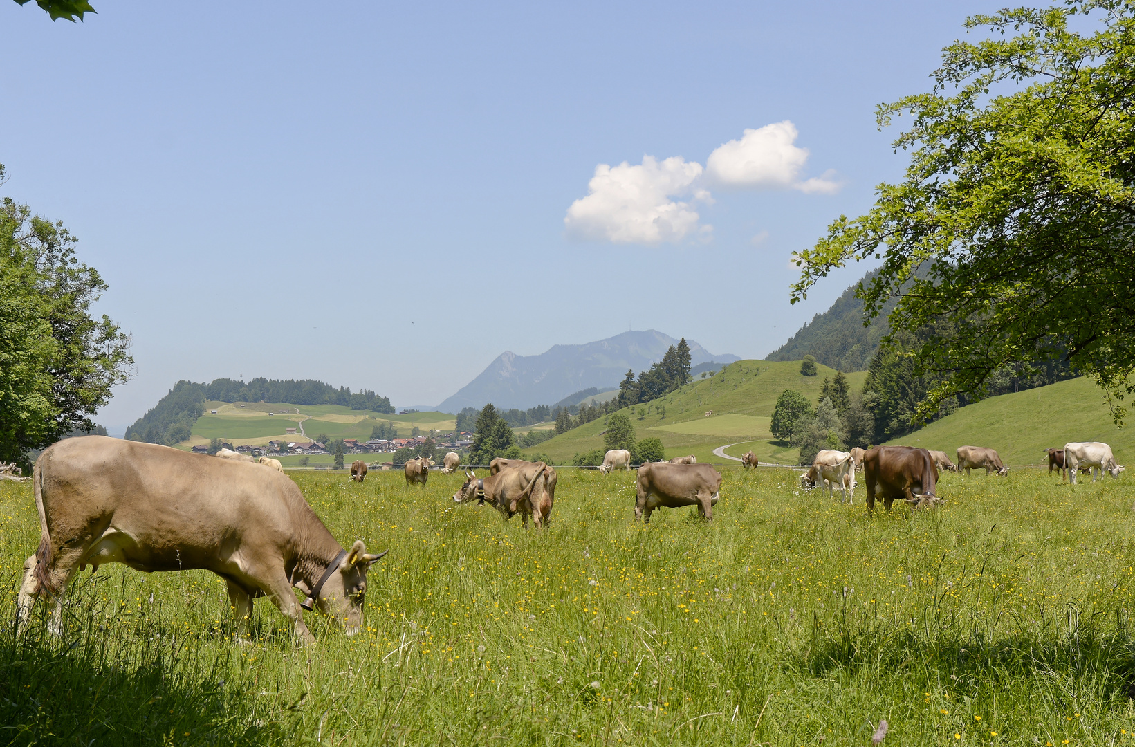 Kühe auf einer saftigen Wiese