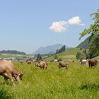 Kühe auf einer saftigen Wiese