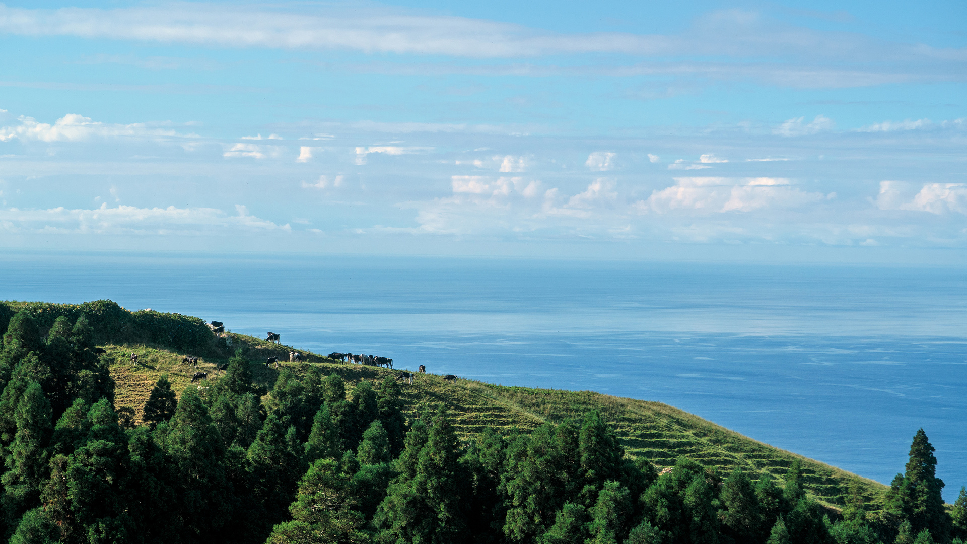 Kühe auf Sao Miguel, Azoren