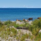 Kühe auf Strandurlaub ...