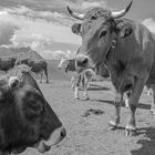 Kühe auf´m Wank im Estergebirge
