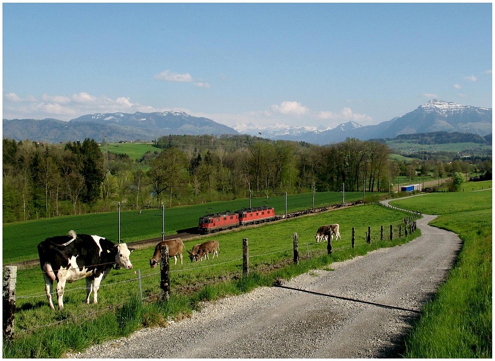 Kühe Bahn und Berge