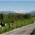 Kühe Bahn und Berge