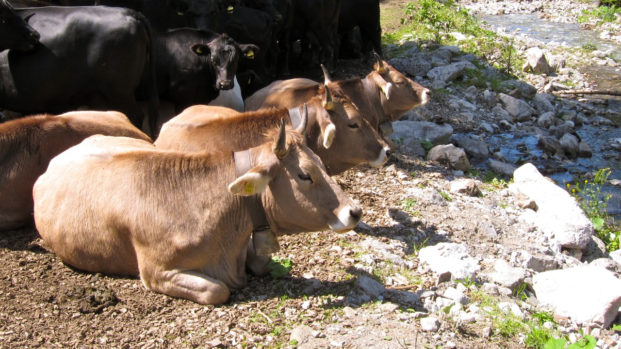 Kühe bei der Mittagsruhe