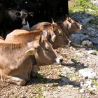 Kühe bei der Mittagsruhe