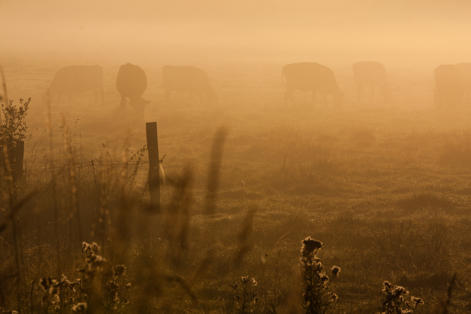 Kühe bei Sonnenaufgang im Nebel