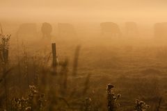 Kühe bei Sonnenaufgang im Nebel