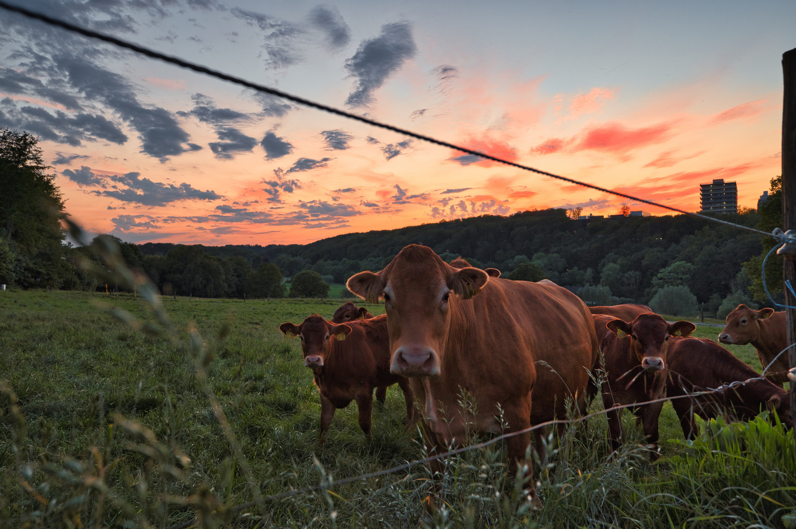 Kühe bei Sonnenuntergang