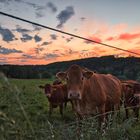 Kühe bei Sonnenuntergang