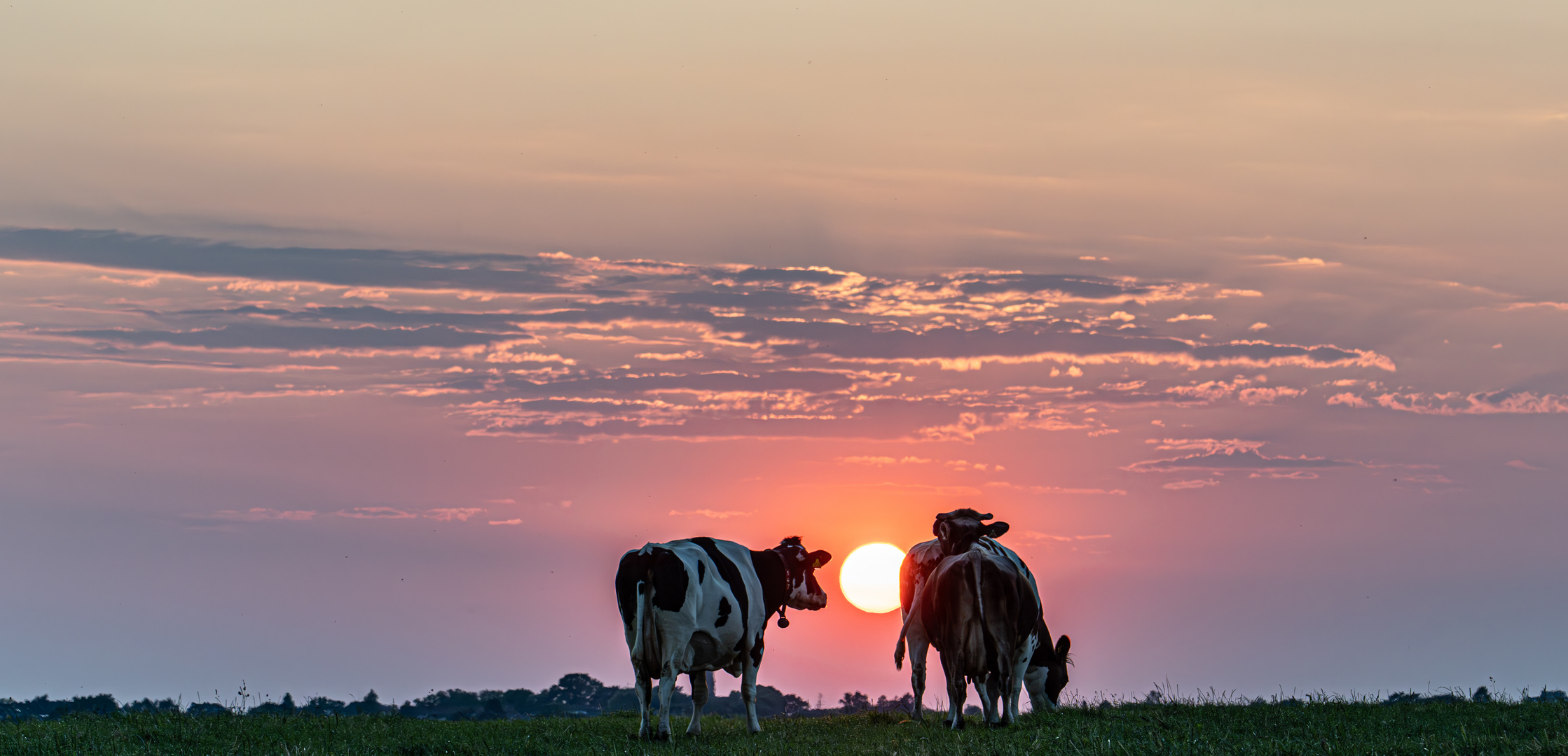 Kühe bei Sonnenuntergang