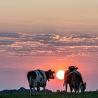 Kühe bei Sonnenuntergang