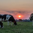 Kühe beim Abendmahl