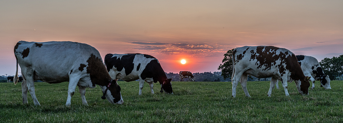 Kühe beim Abendmahl