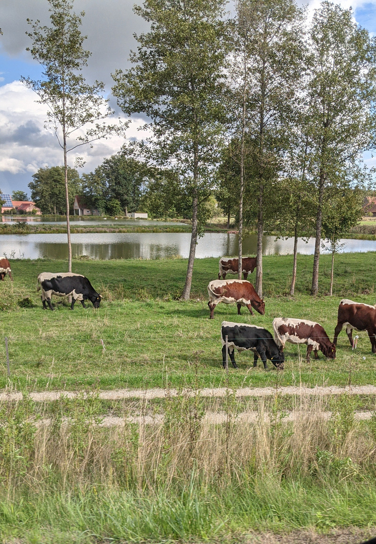 Kühe beim Mahlzeit 