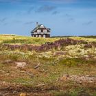 Kühe, chillend vor dem Haus am Meer