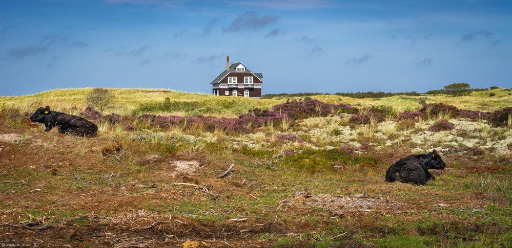 Kühe, chillend vor dem Haus am Meer