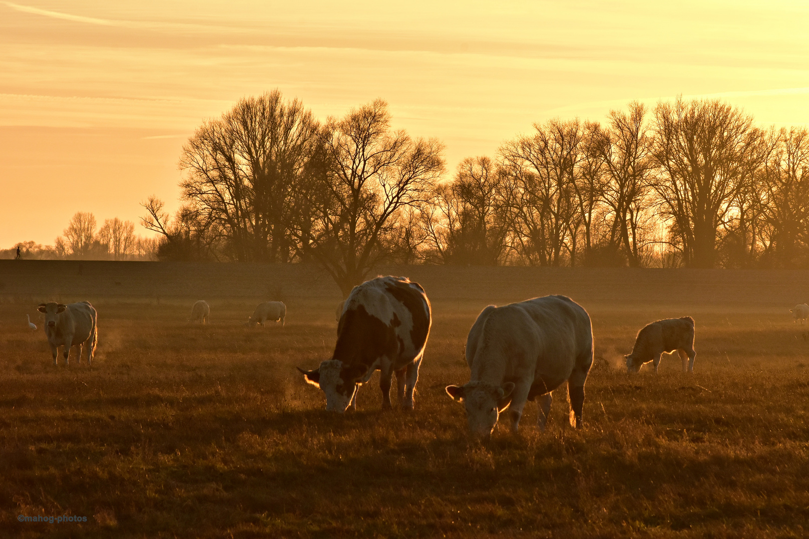 Kühe im Abendlicht