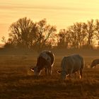 Kühe im Abendlicht