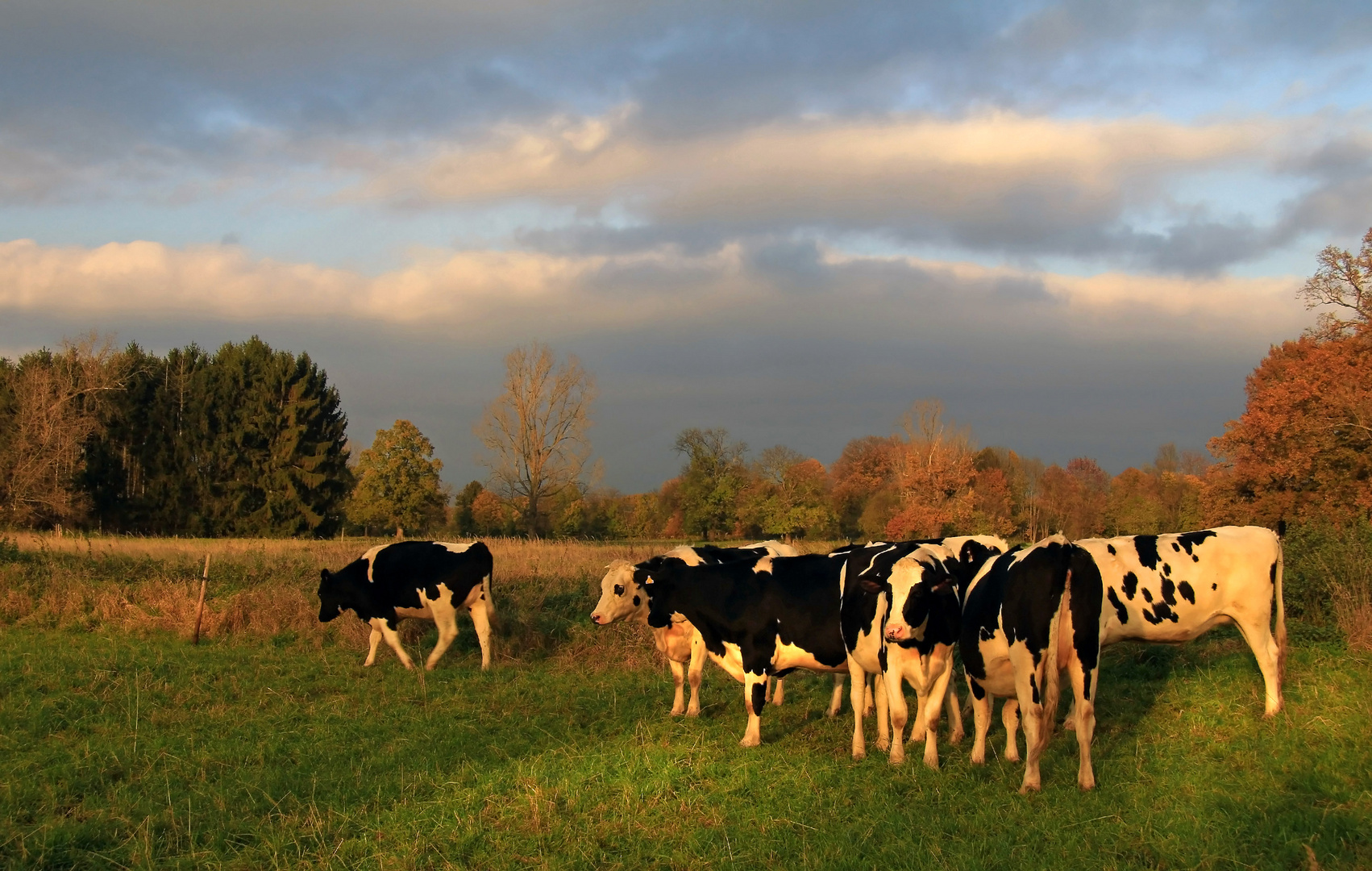 Kühe im Abendlicht